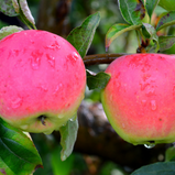 Maçã Pink Lady unidade