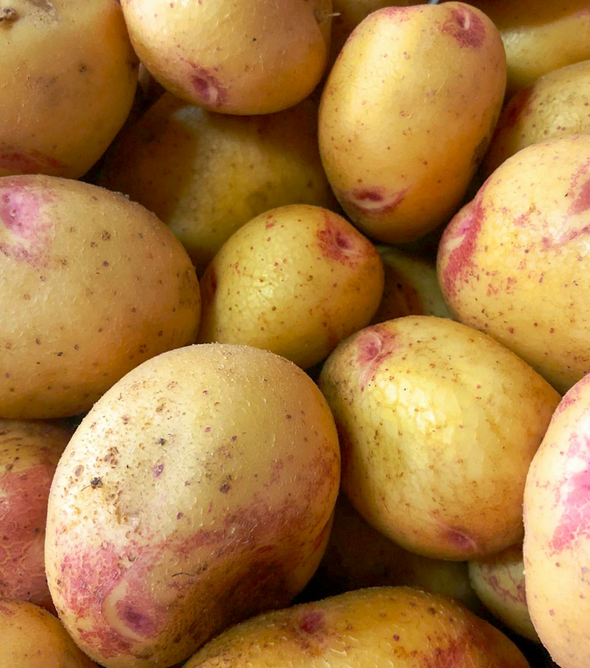 Batata Branca Nova 20Kg