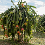 Pitaya Amarela unidade