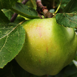 Maçã Granny Smith unidade
