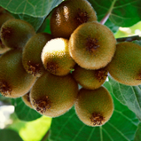 Kiwi unidade