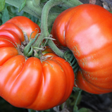 Tomate Coração de Boi unidade