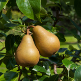 Pêra Rocha unidade