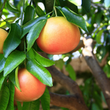 Toranja unidade