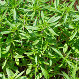 Segurelha pac20gr