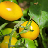 Tomate Cherry Amarelo pac250gr
