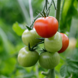 Tomate Grado unidade